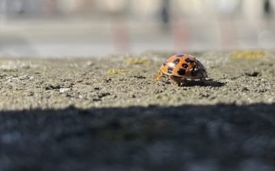 Ein hässlicher Pinsel