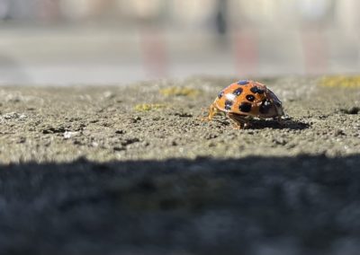 Ein hässlicher Pinsel